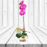 ELEGANTE ORQUIDEA DE 1 VARA