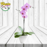 PROMOCIÓN DE GLAMUROSA ORQUIDEA