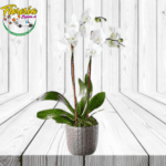 ELGANTE ORQUIDEA