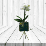 ORQUIDEA EN ELEGANTE BASE