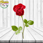 ROSA PARA ADICIONAR