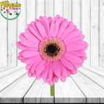 GERBERA PARA ADICIONAR