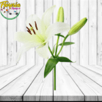 LILIUM PARA ADICIONAR