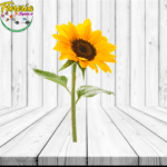 GIRASOL PARA ADICIONAR