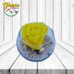ROSA PRESERVADA EN PECERA