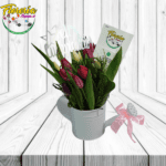 JARDINERA DE 15 TULIPANES, FOLLAJE  Y TOPPER
